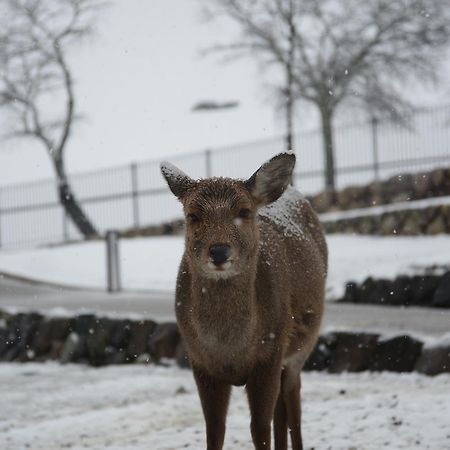 The Deer Park Inn Nara Eksteriør bilde