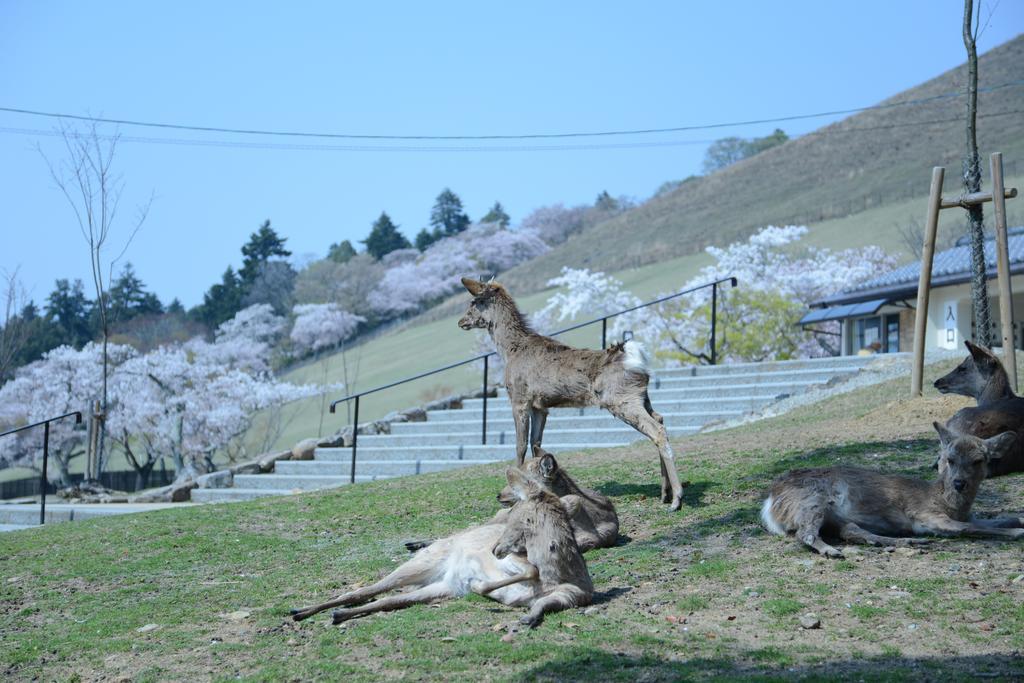 The Deer Park Inn Nara Eksteriør bilde