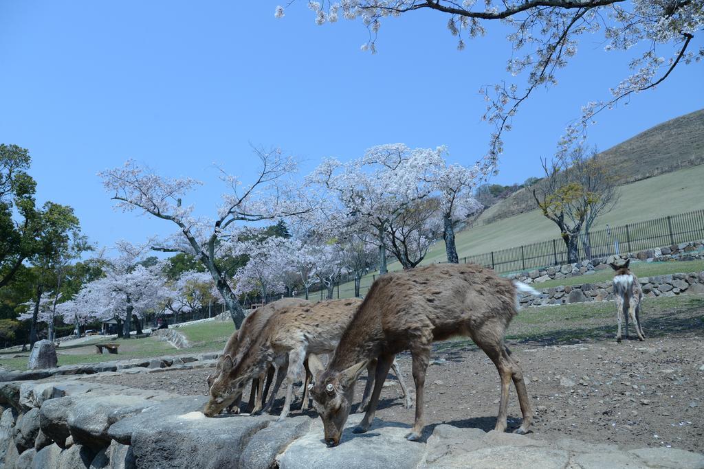 The Deer Park Inn Nara Eksteriør bilde