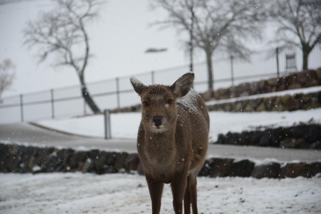 The Deer Park Inn Nara Eksteriør bilde